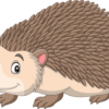 flashcard animal Hedgehog