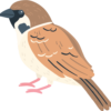 flashcard animal Sparrow