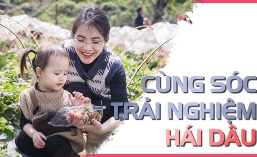 Cùng Sóc trải nghiệm hái dâu